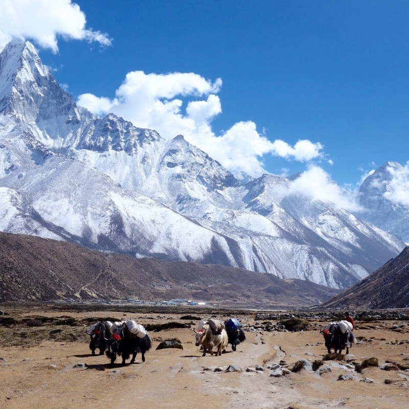 Day 10 - Trek fromPheriche to Tengboche (3867 m) 4 hrs Guest House